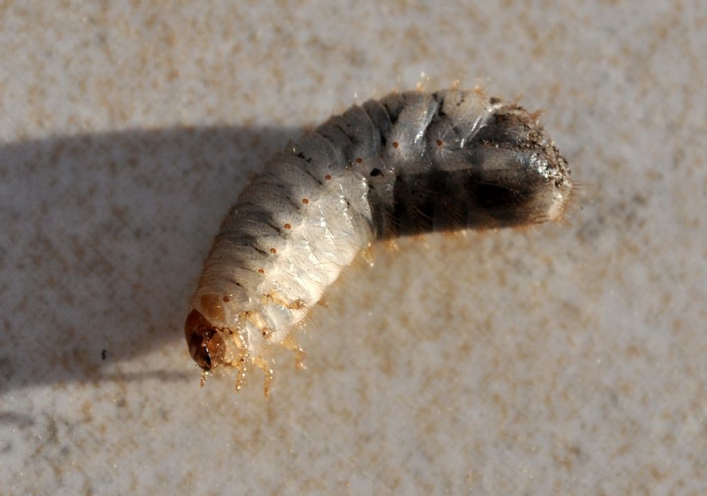 Larva di Cetoniidae